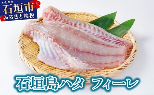 ＜期間限定 春フェア＞ 石垣島 ハタ フィーレ | 勝水産 ミーバイ ヤイトハタ 沖縄県石垣市 石垣 沖縄 石垣市 石垣島 KS-14