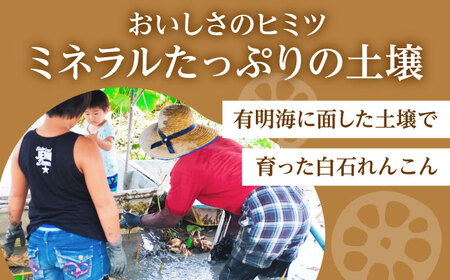 【お手軽調理！】白石町産 水煮れんこん 約120g×10袋（カット有り／真空パック） /新鮮なれんこんを産地直送！ れんこん 佐賀 白石れんこん 真空パックれんこん 水煮れんこん おでん きんぴら 煮