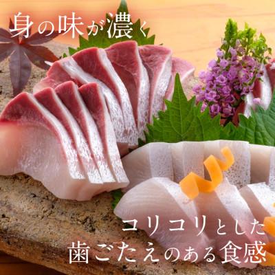 ふるさと納税 延岡市 宮崎産 宮崎ゴールドかんぱち 500g(冷凍) |  | 03