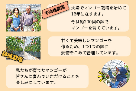 ＜鉢植え 樹上完熟マンゴー 400～450g×4玉 計1.6kg～1.8kg＞2023年5月上旬～6月中旬迄に順次出荷