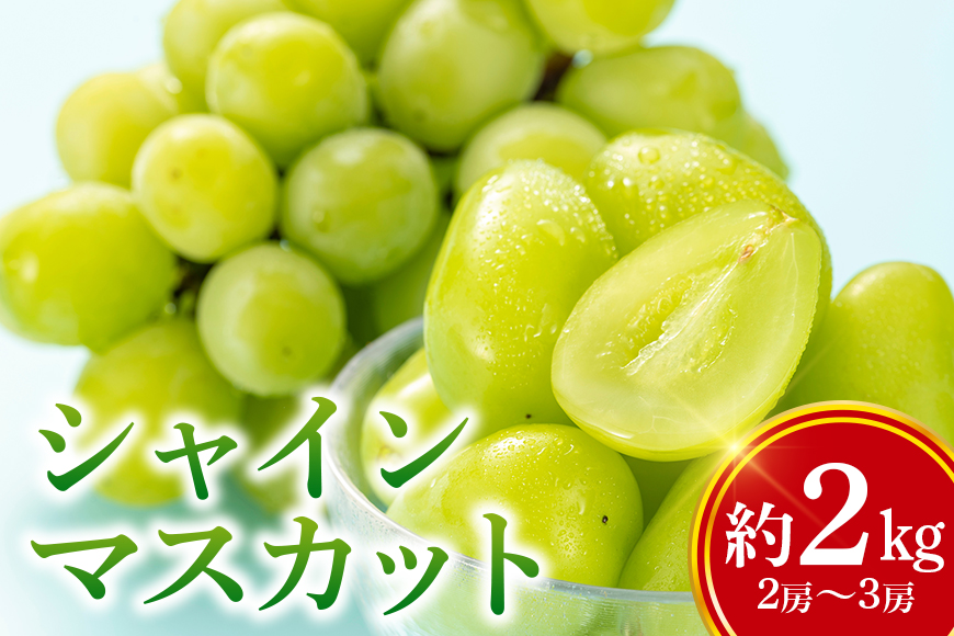 【数量限定 / 期間限定】 シャインマスカット 約2kg（2房〜3房） ブドウ ぶどう 皮ごと食べられる ジューシー 果物 フルーツ くだもの ますかっと 白ぶどう 【9月下旬〜10月下旬順次発送予定】 54-A