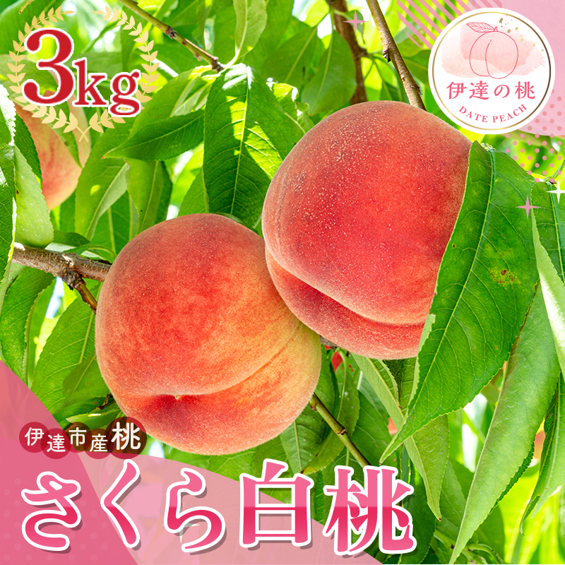 福島県産 さくら白桃 3kg 2025年9月上旬～2025年9月中旬発送 2025年出荷分 先行予約  大玉 固め 白桃 伊達の桃 桃 もも モモ 果物 くだもの フルーツ 国産 食品  デザート 果実 F20C-837