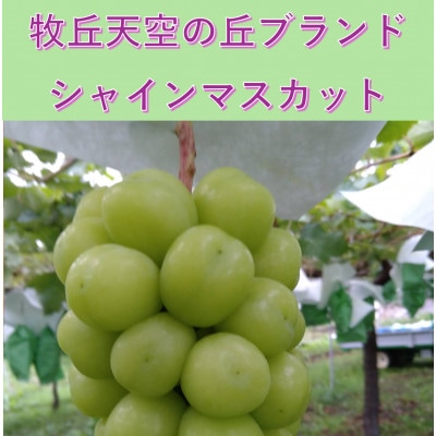 【2026年発送】9月中旬発送「牧丘天空の丘シャインマスカット」約1kg(2～3房)【配送不可地域：離島・沖縄県】