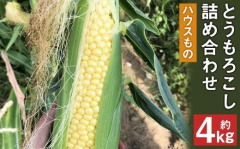 【2022年5月発送】とうもろこし 詰め合わせ(ハウスもの) 約4kg