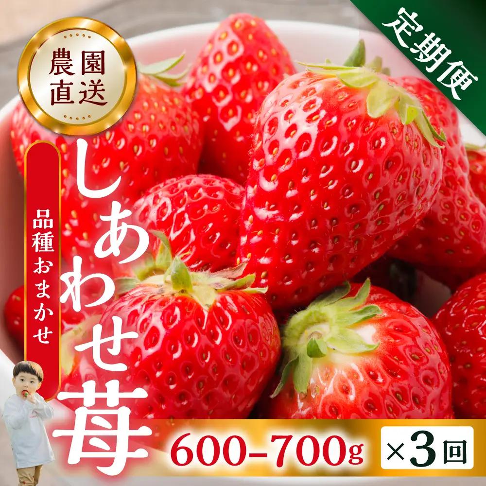 【定期便3回】【2027年1月より発送開始】いちご贅沢 紅ほっぺ 1kg ( 250g × 4p ) しあわせ苺 サイズ バラバラ 訳あり 訳アリ 含む 農園直送 フルーツ 苺 イチゴ 人気 本巣市 果物 先行予約 family農園watanabe [mt211] 