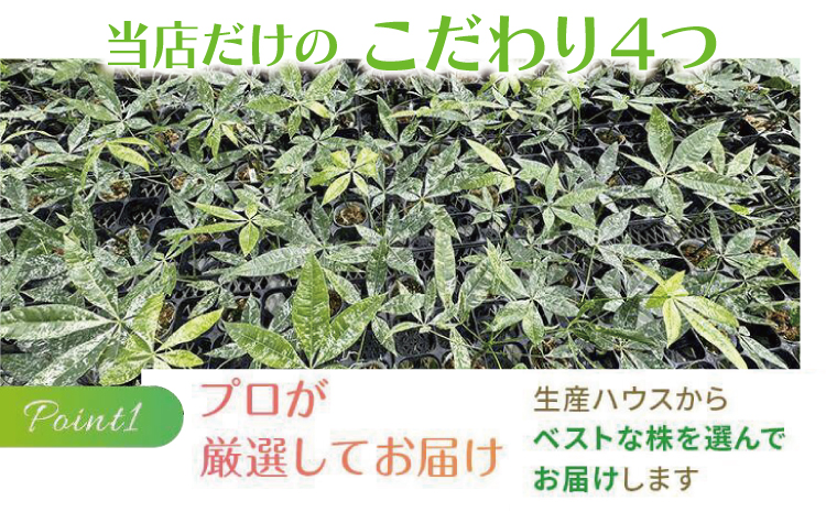 【森水木のラン屋さん】パキラ ミルキーウェイ 実生苗 斑入り 2.5号 ポット 栽培苗 ベージュ系素焼き鉢 熊本県 宇城市産 観葉植物 希少品種 風水 縁起 白斑 種類 育てやすい 初心者 人気 室内