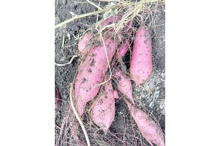 まつみやファーム獲れたて野菜・フルーツ3種定期便