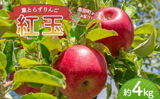 《家庭用》 葉とらずりんご 紅玉 約4kg 【四戸農園】 減農薬 有機肥料 青森りんご リンゴ 林檎 アップル あおもり 青森 青森県 南部町 果物 くだもの フルーツ 訳あり 訳アリ わけあり 規格外 3kg 以上 F21U-360