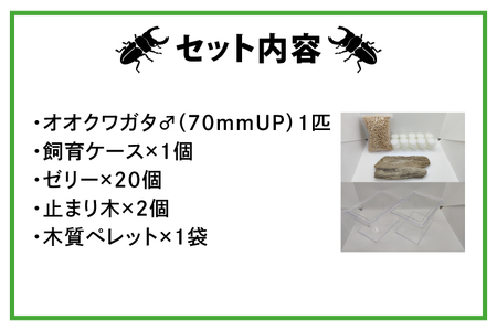 【産地おまかせ】【数量限定】オオクワガタオスのみ♂（オス70ミリup）飼育セット