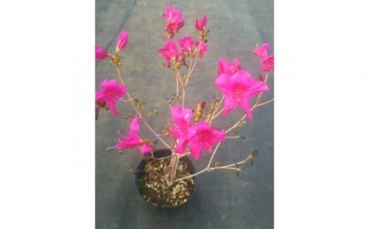 四季咲きミツバツツジ（元の助）