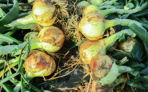 訳あり 佐賀県太良町産牟田農園の春の新玉ねぎ5kg サイズおまかせ