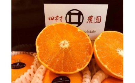 【12月より発送】 特級品 愛果28号 4.5kg | みかん 愛果28号 柑橘 愛果28号 みかん 愛果28号 あいか 果物 フルーツ 松山市 愛媛県 田村農園 【TMN0101】