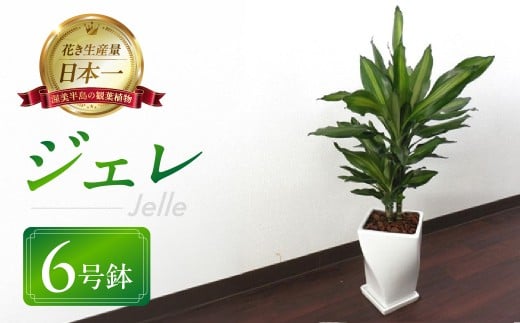 ジェレ 観葉植物 植物 6号鉢 ジェレ 人気 おしゃれ かわいい お手入れ 室内 大鉢 中型 インテリア リビング 玄関 寝室 キッチン オフィス プレゼント ギフト 新居 入居 インテリアグリーン グリーン 緑 植物