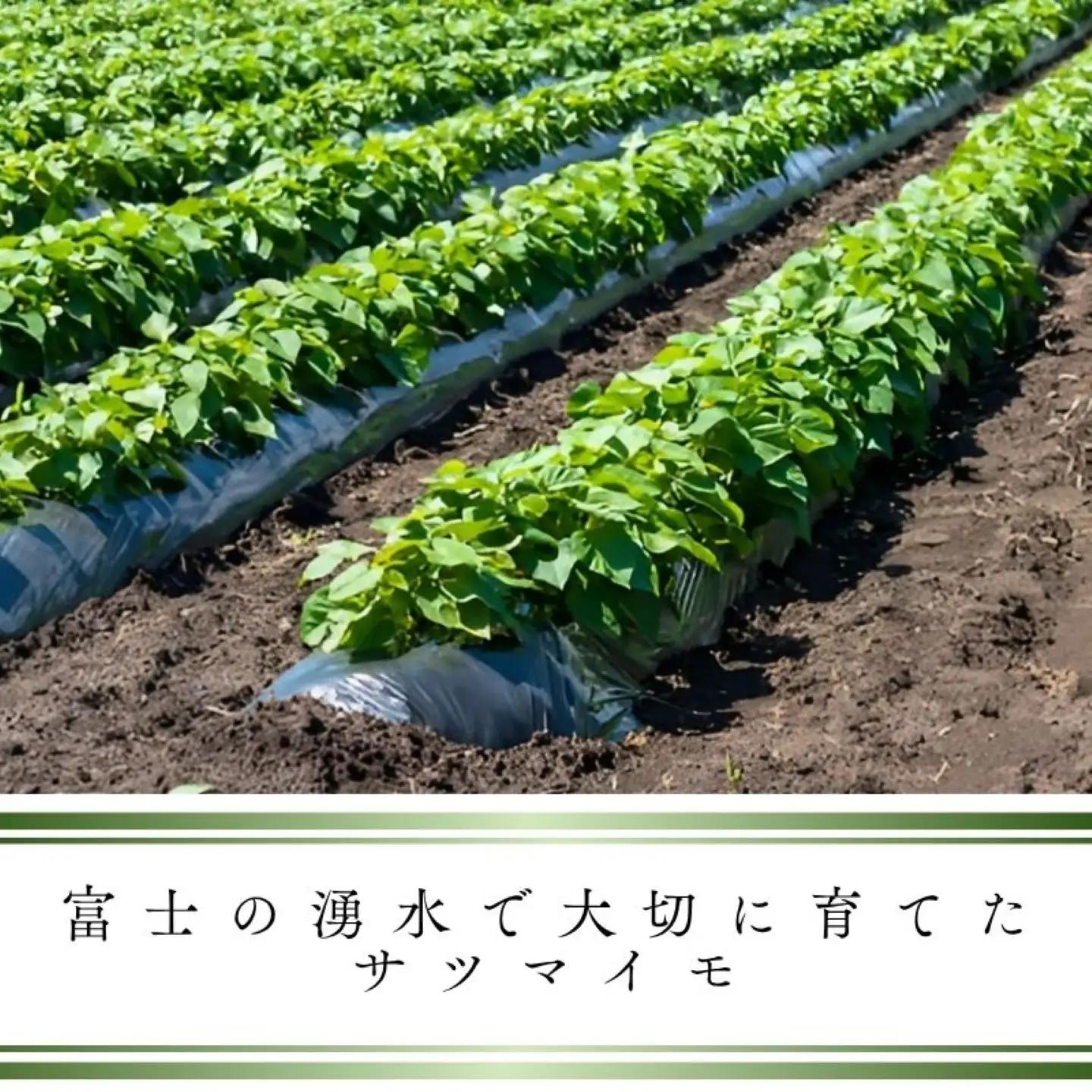 【2026年度先行予約】富士山の湧水で育った焼きいも　約1kg｜焼き芋