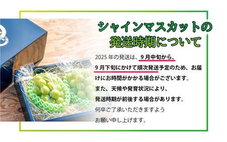 新鮮フルーツ シャインマスカット 1.2kg 果物 くだもの 化粧箱入り【9月中旬からお届け】