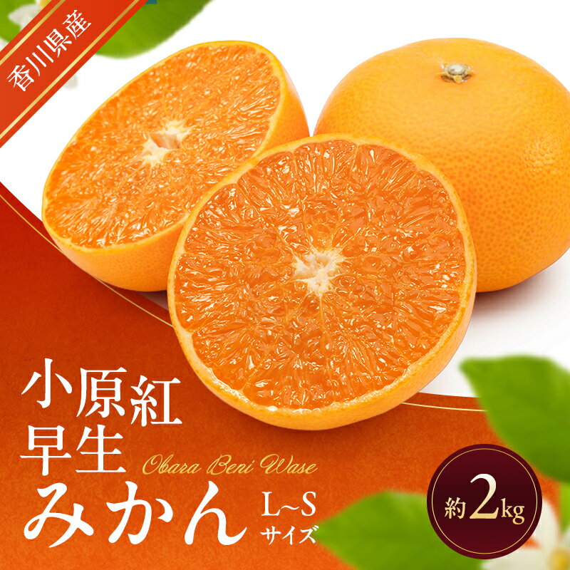 【ふるさと納税】みかん 小原紅早生みかん 香川県産 約2kg L～Sサイズ 約16～24玉 ハウス栽培 高糖度 香川県オリジナル品種 果皮が紅い 早生みかん 柑橘 箱買い フルーツ おやつ デザート 蜜柑 ミカン 柑橘類 果物 くだもの 果実 五色青果 香川 香川県 東かがわ市 46312778