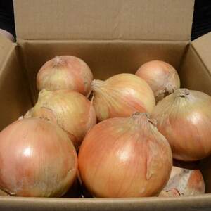 《約3.3kg》藤原農園の泉州たまねぎ　なにわの伝統野菜　サイズ混合【1635893】