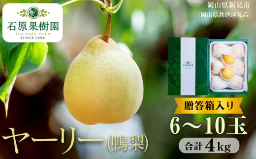 ヤーリー (鴨梨)  4㎏ 贈答箱 6～10玉【先行予約 2026年11月中旬から順次発送】