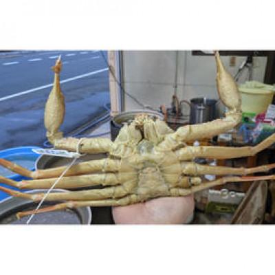 ふるさと納税 京丹後市 冬の旬松葉かに(山陰沖)京丹後の地元魚屋　特選茹で松葉かに　1200g以上1匹 |  | 01