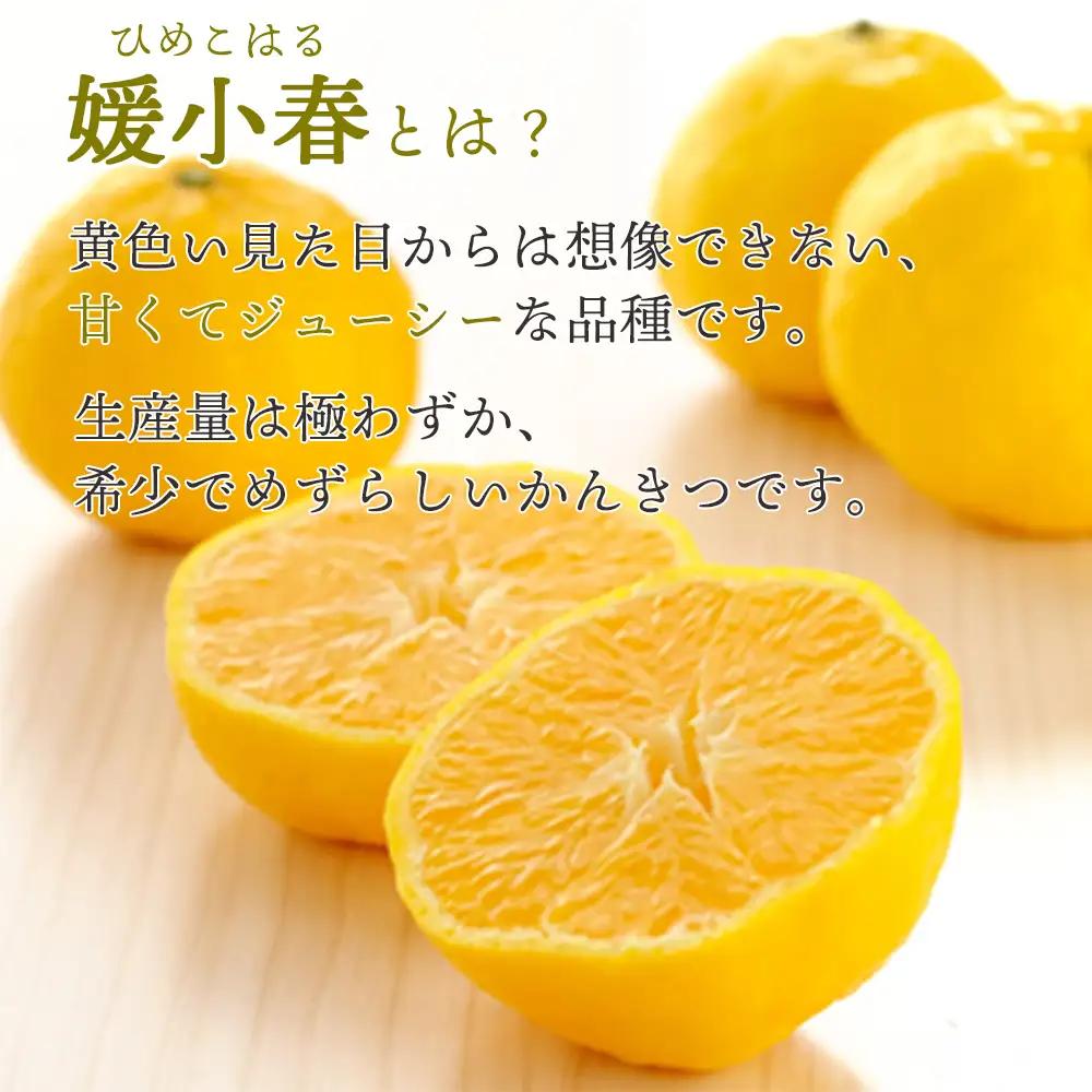 【先行受付】希少柑橘 媛小春(ひめこはる) 2.5kg【訳あり】【D25-183】【1608026】 YWTAP124
