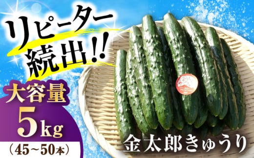 ＼先行予約！9月中旬以降発送／ 野菜 金太郎きゅうり 5kg 滋賀県長浜市/ミヤベアグリックファーム [AQDD002] きゅうり キュウリ 胡瓜 野菜 やさい ヤサイ 新鮮 冷蔵 新鮮 産地直送 有機栽培 シャキシャキ サラダ 野菜スティック 低カロリー 健康食 栄養豊富 漬物 冷やし中華 夏野菜 お取り寄せ 国産 贈答用 人気 ギフト プレゼント