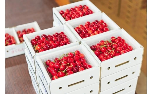 さくらんぼ（佐藤錦か紅秀峰）５００ｇ　秀品　0052-2601