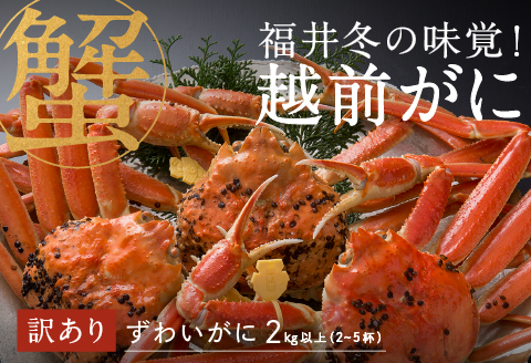 【産地直送】先行予約！福井の冬の王様！【訳あり】越前がに 合計2kg以上（2〜5杯）3〜5人前　2024年11月15日以降発送