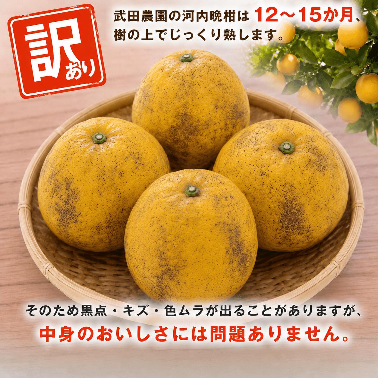 訳あり 河内晩柑 10kg サイズミックス 晩柑 かわちばんかん 柑橘 和製 グレープフルーツ 国産 みかん 果物 果実 フルーツ 特産品 有名 みかん職人武田屋 おいしい ビタミン 傷あり 家庭用 減農薬【R01617】