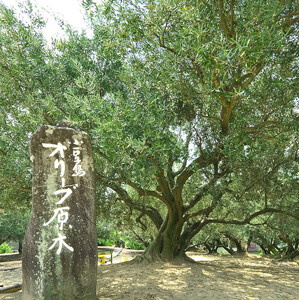 1stORIGINエキストラバージンオリーブオイル小豆島産100%（180g）