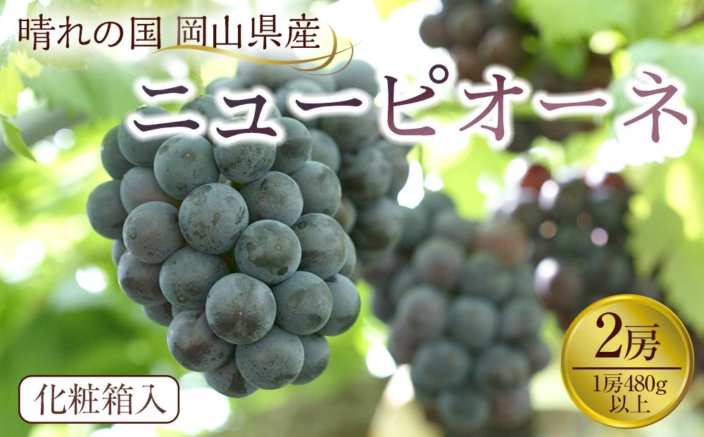岡山県産　ニューピオーネ2房(1房480g以上) 化粧箱入り