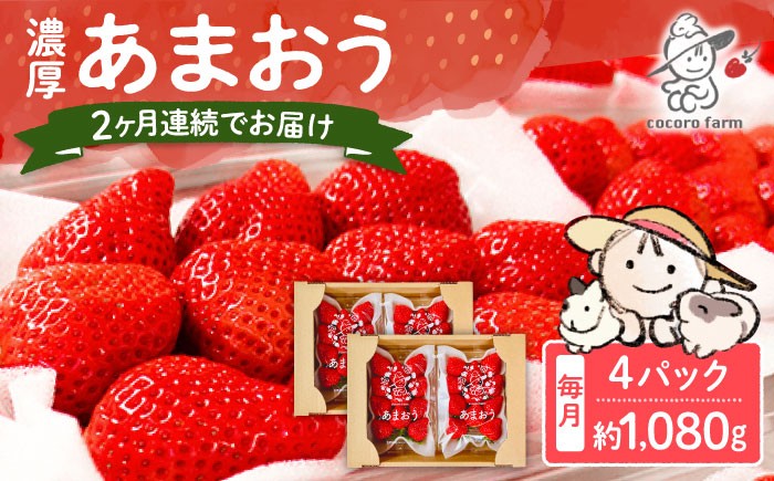 
                  【2回定期便】【2026年12月から発送】ココロファームの濃厚あまおう 1080g（270g×4パック）《豊前市》【ココロファーム】[VAE034] 果物 苺 イチゴ あまおう アマオウ 定期 福岡 フルーツ いちご 先行予約 定期便
                