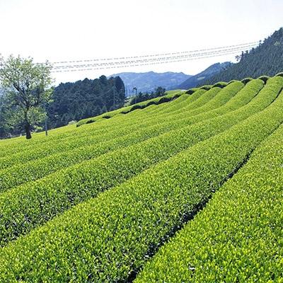 ふるさと納税 宇治田原町 宇治ほうじ茶ティーバッグ　3g×20個入×5袋 |  | 02