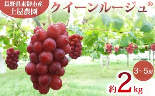 先行受付2026年発送【土屋農園】農家直送！クイーンルージュ（R）約2kg(3～5房）※2026年9月下旬～10月上旬順次発送