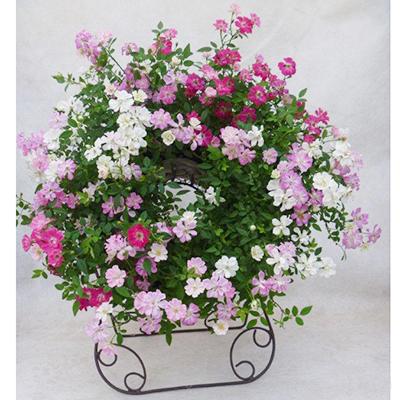 ふるさと納税 藤枝市 【母の日に!】ウェルカムレンゲローズ 四季咲きミニバラ リング植え スタンド