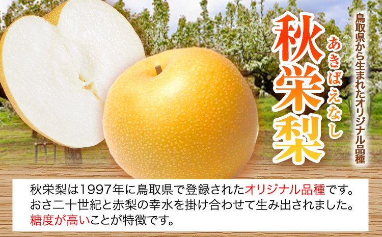 【2026年先行予約】秀品 秋栄梨 約3kg (4~10玉) 高間商店《2026年8月中旬-9月上旬頃出荷》 鳥取県 八頭町 梨 なし ナシ 果物 フルーツ 先行予約 ふるさと納税 送料無料 甘い 果