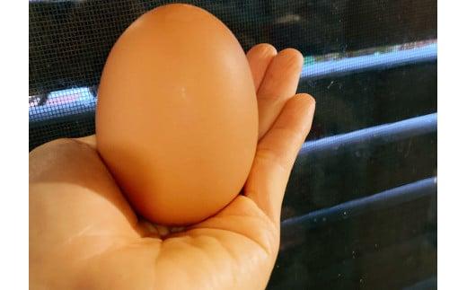 みやこのシフォンケーキ　2箱（12カット）（HB008）