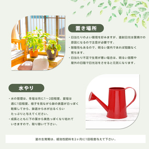 1月上旬～発送【観葉植物】ドラセナ コンパクター35cm～55cm(前園植物園/014-1437) 南国鹿児島県で育った 観葉植物！植物 鉢付 インテリア 室内 オフィス おしゃれ プレゼント ギフト