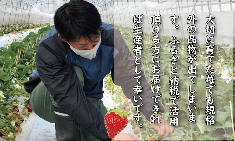 【先行予約令和8年2月配送開始】いちごさん 3箱セット（合計 900g） ふるかわ農園 苺 甘い 酸っぱい いちご いちごさん イチゴ 2パック 苺 佐賀 佐賀県 小城市