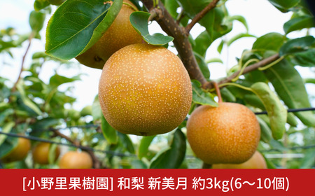 新潟県オリジナル品種 新美月梨 約3kg(6～10個) 和梨 希少品種 三条市 令和7年産 [小野里果樹園] 【012S154】