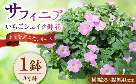 【4月末より順次発送】 サフィニア いちごシェイク 鉢花　/ 瑞浪市 中山園芸 花 お花 お祝い 鉢植え 生花 ギフト プレゼント フラワー[AZDC004]