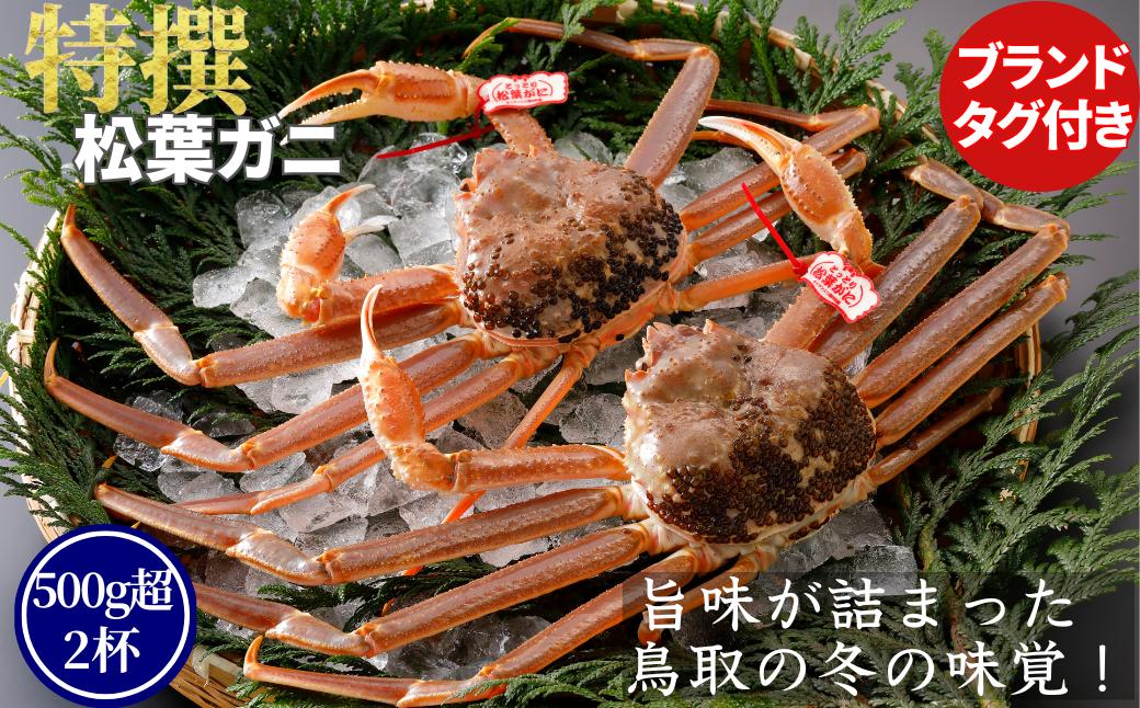 
                  【活物】特撰 松葉がに（タグ付き）500g超 お手頃サイズ　2杯
                
