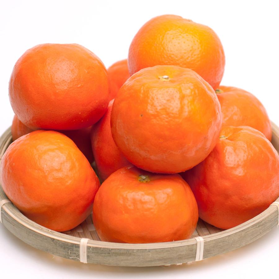 ＜池田鹿蔵農園＞「セミノールオレンジ」赤秀2.5kg