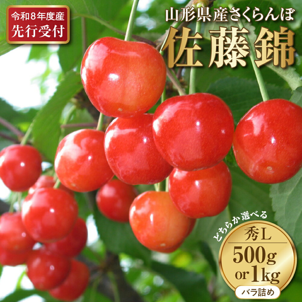 【ふるさと納税】【先行予約】令和8年産 さくらんぼ 佐藤錦 ( 選べる内容量 : 500g / 1kg ) サクランボ 秀品 L玉以上 贈答 ギフト フルーツ 果物 くだもの グルメ 送料無料 山形県 河北町