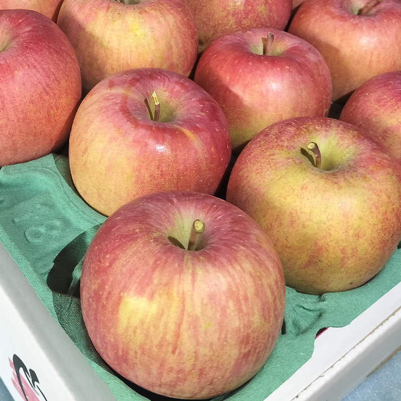 【ご家庭用】サンふじリンゴ 5kg (12～20玉) FY25-359