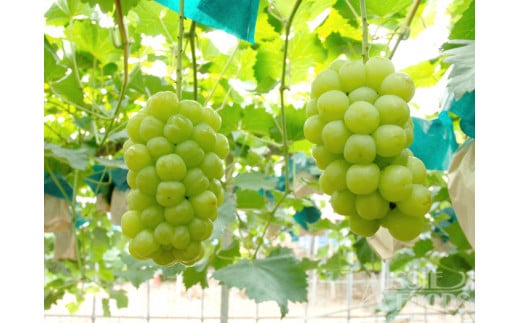 岡山県産　桃太郎ぶどう（８００ｇ以上）１房入り（ハックルベリーフィン）