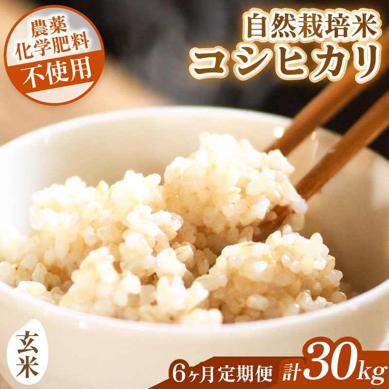 【先行予約】【令和8年産】【定期便】≪6ヶ月連続お届け≫ コシヒカリ 玄米 5kg×6回 （計30kg）化学肥料 農薬不使用 自然栽培米 / 北陸 福井県産 あわら市 ブランド米 玄米 お米 コメ ※