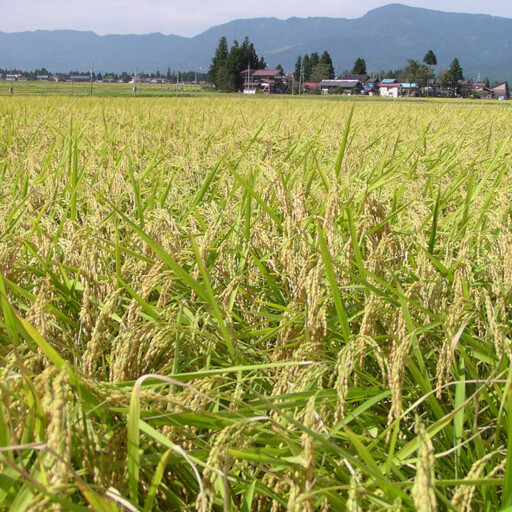 南魚沼産「どん米」無洗米真空パック4kg　ちょっと！うるさいよ！炊き方