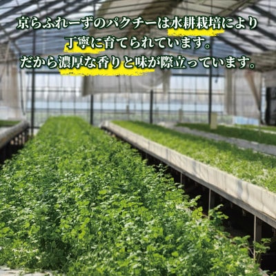 パクチー300g【配送不可地域：離島・北海道・沖縄県】