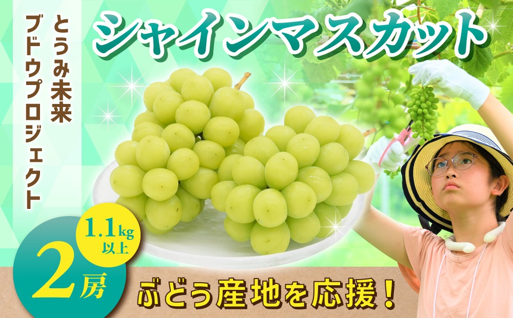 
            ぶどうの産地を応援！！とうみ未来ブドウプロジェクトと子どもたちが送る　シャインマスカット 2房（1.1kg以上）【秋お届け】｜長野県  人気 ぶどう 贈答用 ギフト フルーツ 果物 おすすめ 厳選 種無し 皮ごと 大粒
          