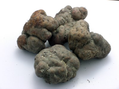 TB-01　伊勢いも皮むいちゃいました！皮むき済み真空パック